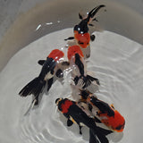 Tri Color Oranda Juvenile 2-2.5 inch