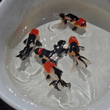 Tri Color Oranda Juvenile 2-2.5 inch