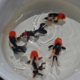Tri Color Oranda Juvenile 2-2.5 inch