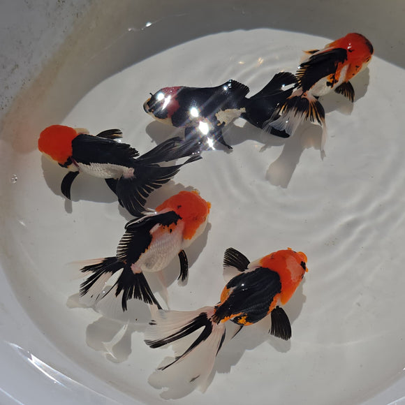 Tri Color Oranda Juvenile 2-2.5 inch