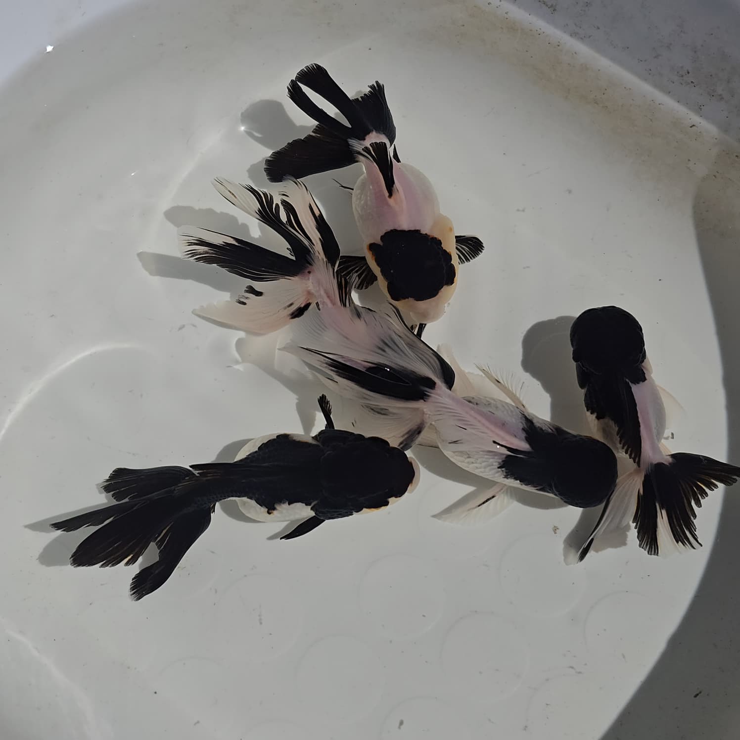 Goldfish – Blue Crown Aqua