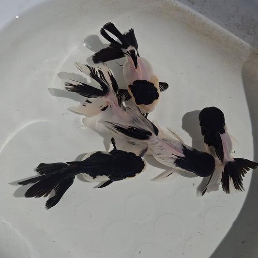Panda Oranda Goldfish Juvenile