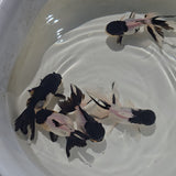Panda Oranda 2-2.5 inch