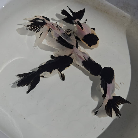 Panda Oranda 2-2.5 inch