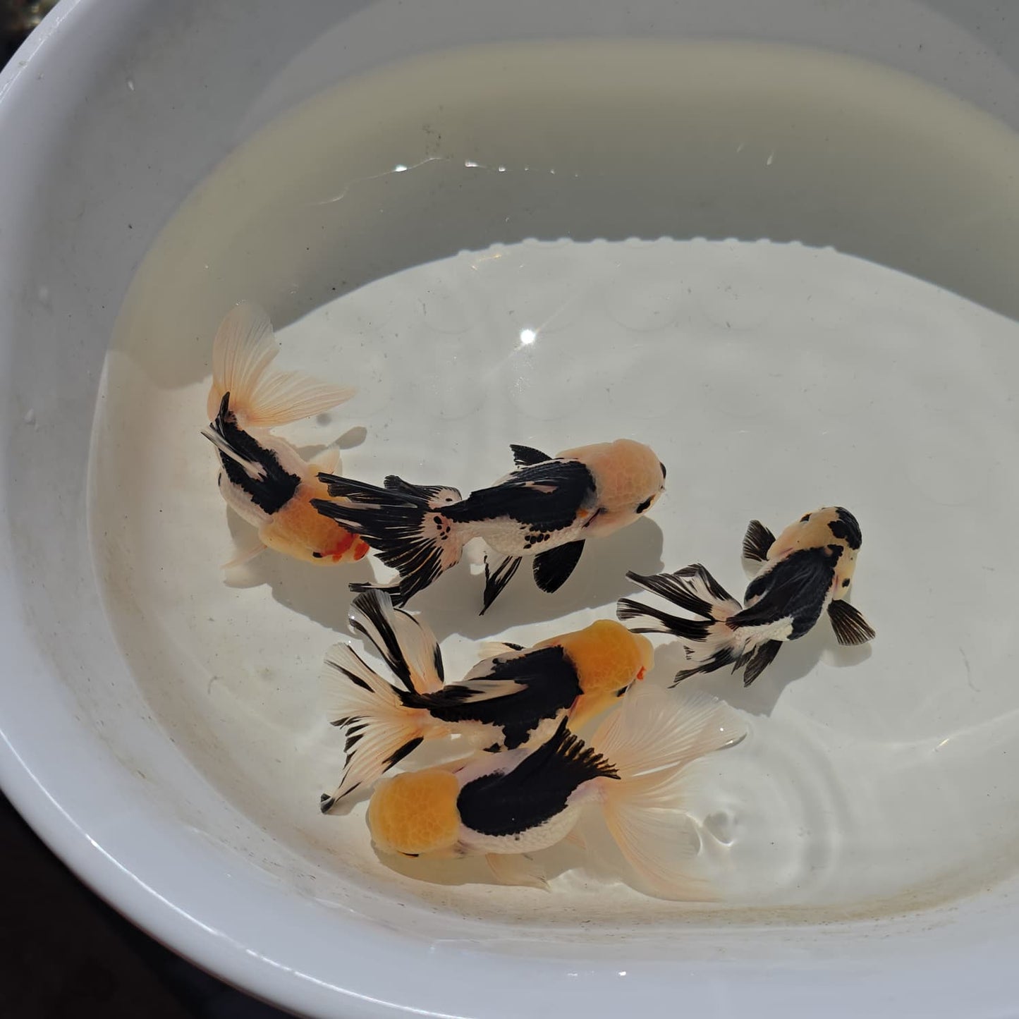 Lemon Head Oranda Goldfish Juvenile