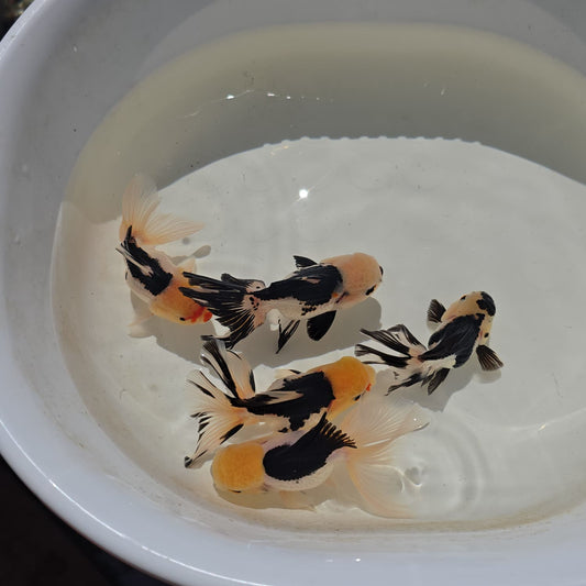 Lemon Head Oranda Goldfish Juvenile