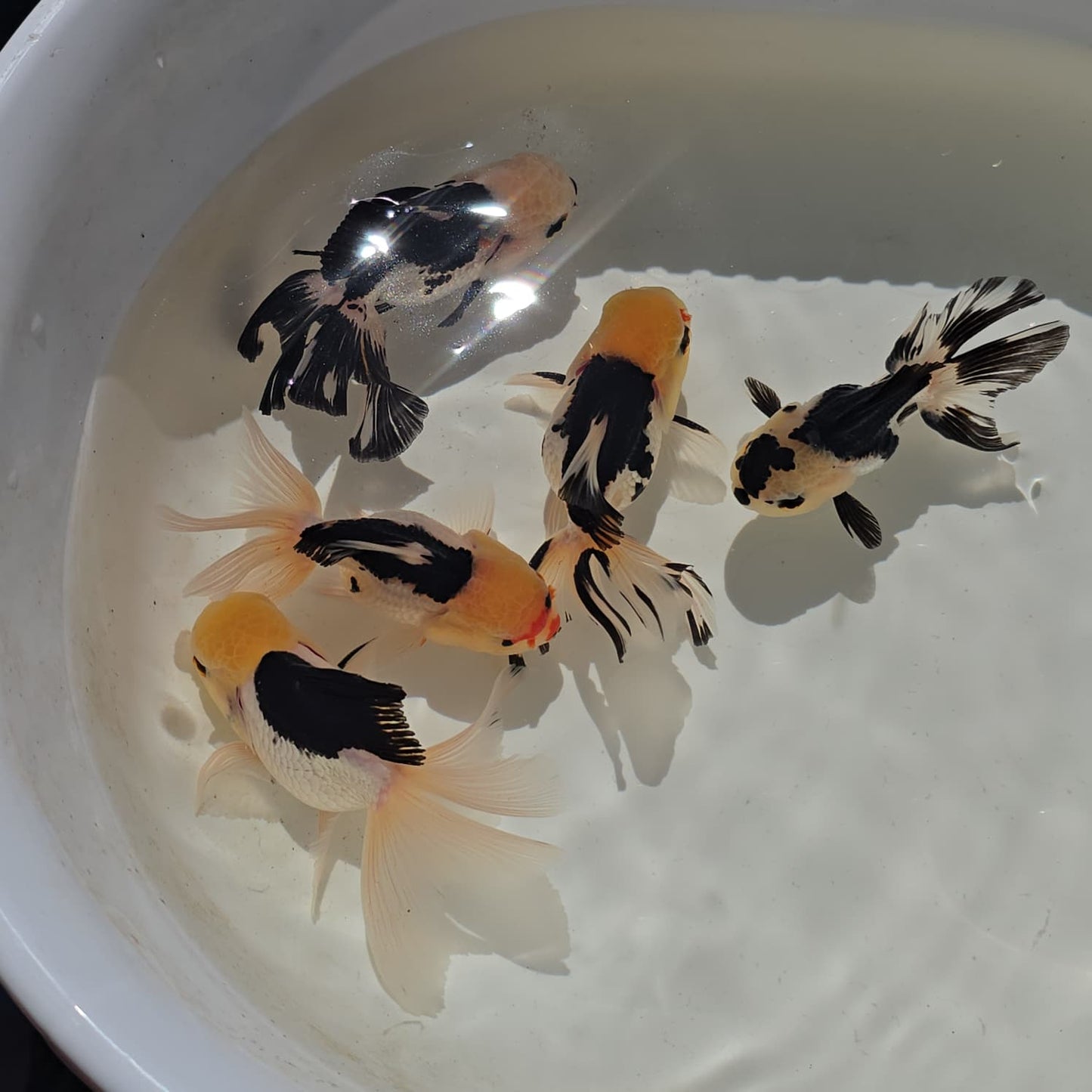 Lemon Head Oranda Goldfish Juvenile