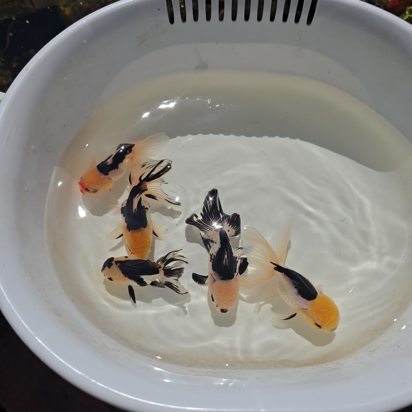 Lemon Head Oranda Goldfish Juvenile