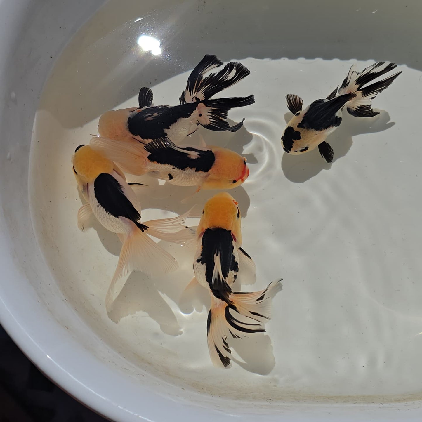 Lemon Head Oranda Goldfish Juvenile