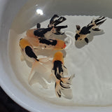 Lemon Head Goldfish 2-2.5 inch