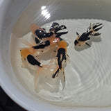 Lemon Head Goldfish 2-2.5 inch