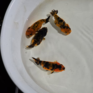Tiger Ranchu 2-2.5 inch