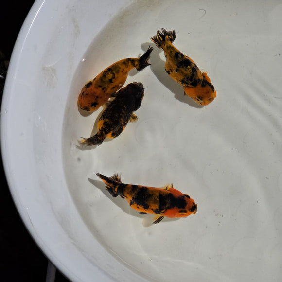 Tiger Ranchu 2-2.5 inch
