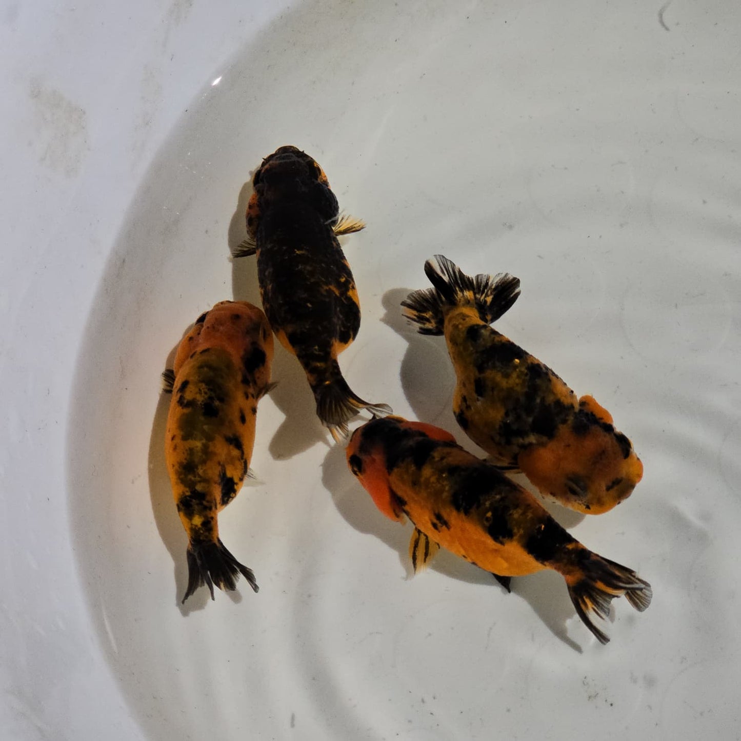 Tiger Ranchu Juvenile