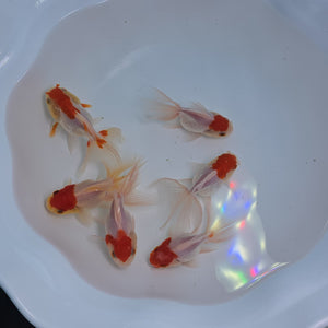 Red Cap Oranda 2-2.5 inch