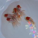 Red Cap Oranda 2-2.5 inch