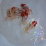 Red Cap Oranda 2-2.5 inch