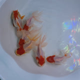 Red Cap Oranda 2-2.5 inch