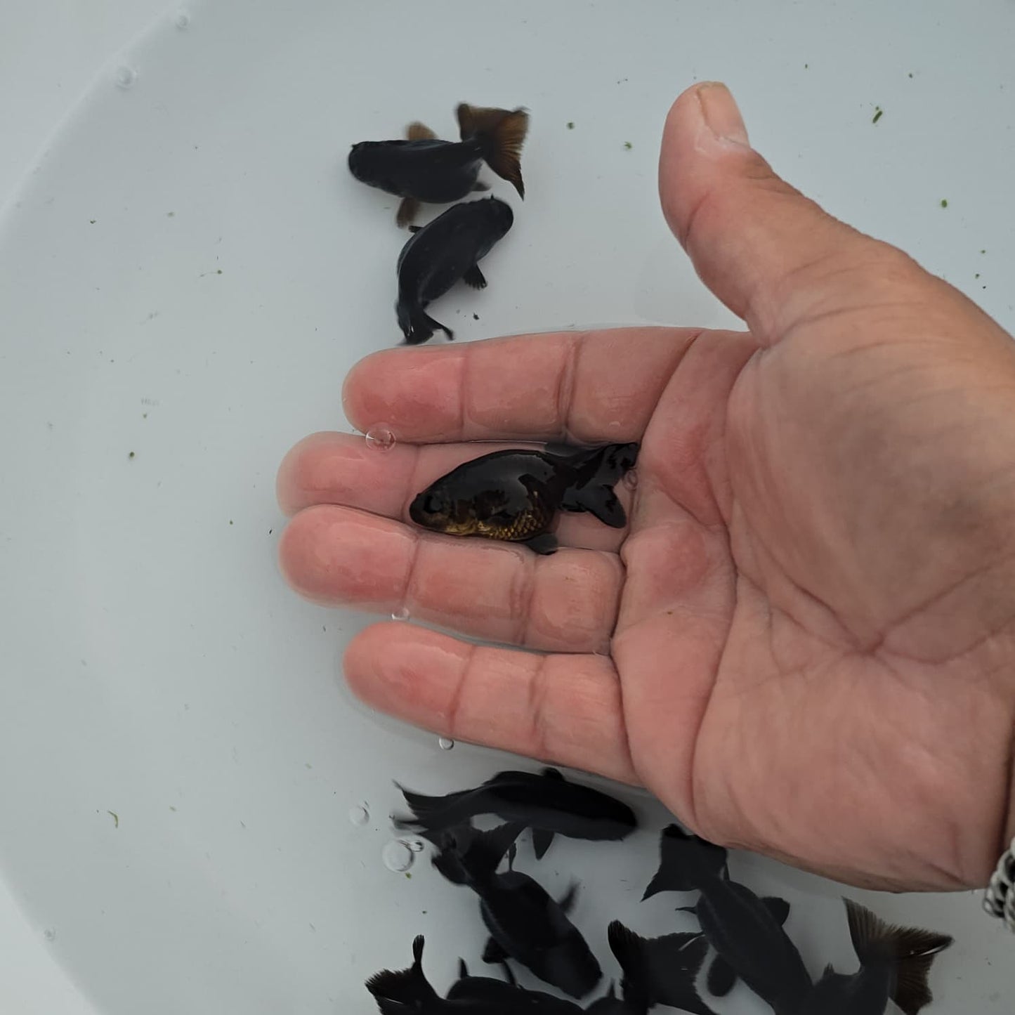 Black Ranchu Juvenile