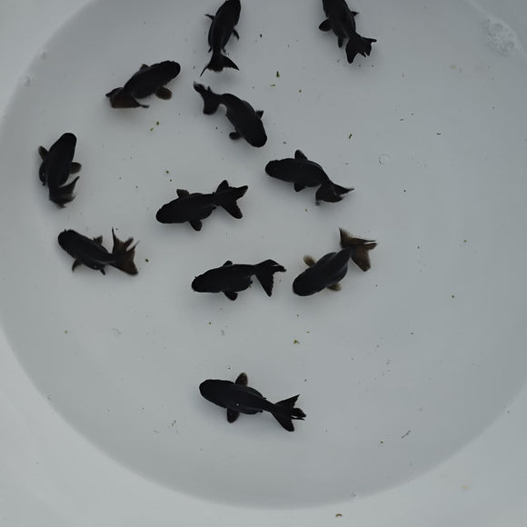 Black Ranchu 1-1.5 inch