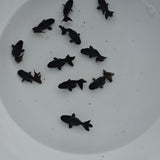 Black Ranchu 1-1.5 inch