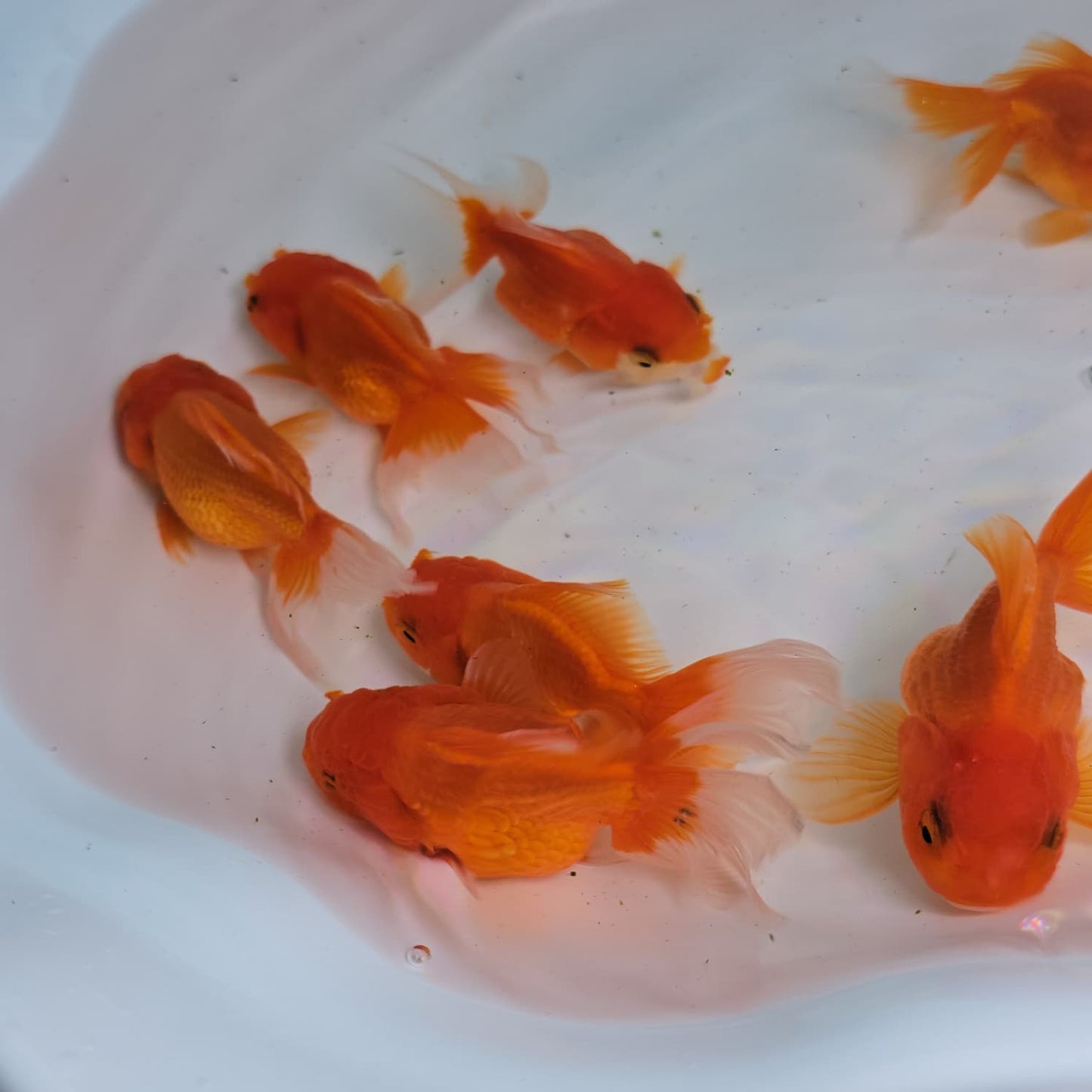 Orange Oranda Juvenile