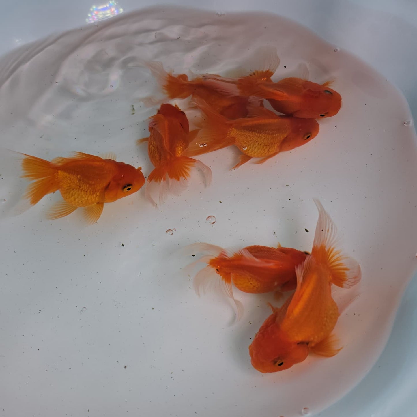 Orange Oranda Juvenile