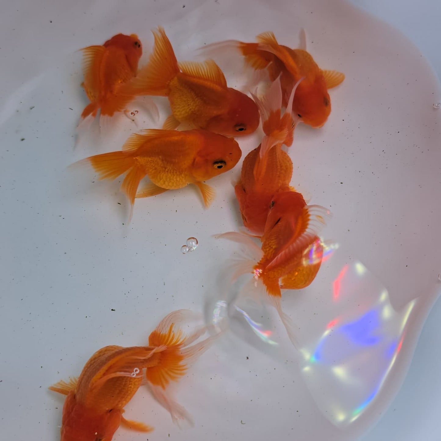 Orange Oranda Juvenile
