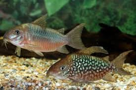 Corydora Pantanalensis