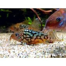 Corydora Pantanalensis