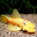 Blue eyed Lemon Plecostomus