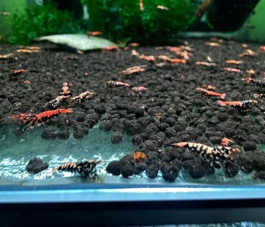 Orange Boa Caridina Mix