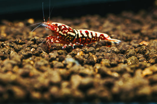 Red Galaxy Snowflake Caridina