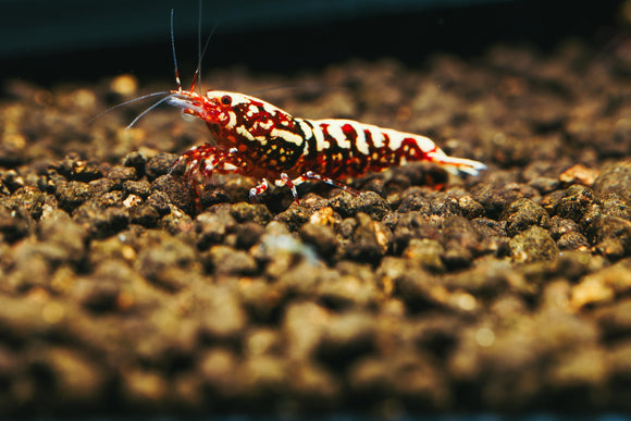 Red Galaxy Snowflake Caridina