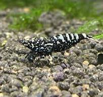 Black Galaxy Snowflake