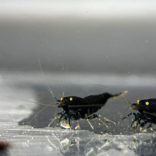 Orange Eye Black Devil Caridina