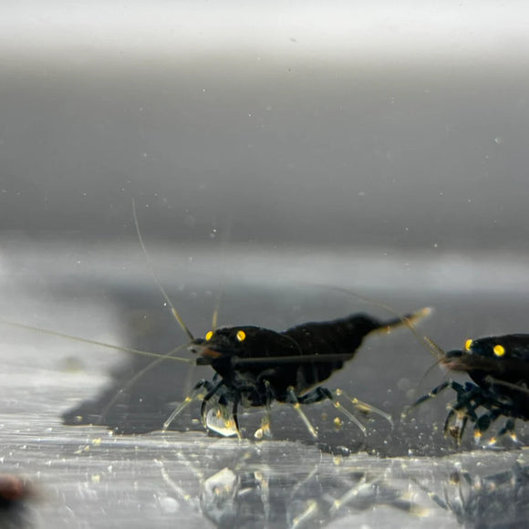 Orange Eye Black Devil Caridina