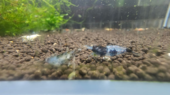 Golden Eye Black Rili Neocaridina