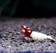 German Red Pinto plus for DOA