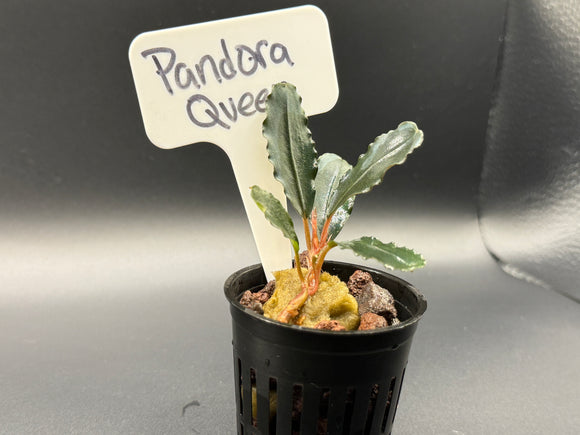 Pandora Queen Bucephalandra