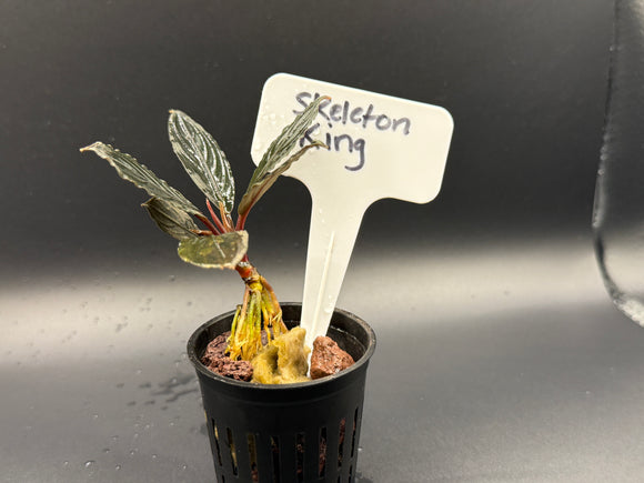 Skeleton King Bucephalandra