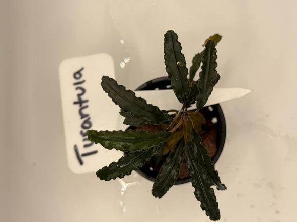 Turantula Bucephalandra
