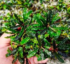 Crocodile Bucephalandra