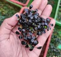 Mini Dark Melawi Bucephalandra