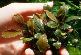 Apple Leaf Bucephalandra