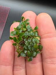 Mini Hulu Pengkadan Bucephalandra