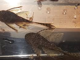 Long Fin Chocolate Plecostomos