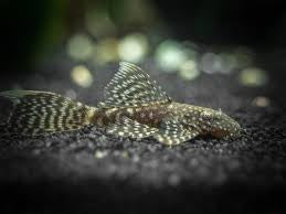 Long Fin Chocolate Plecostomos