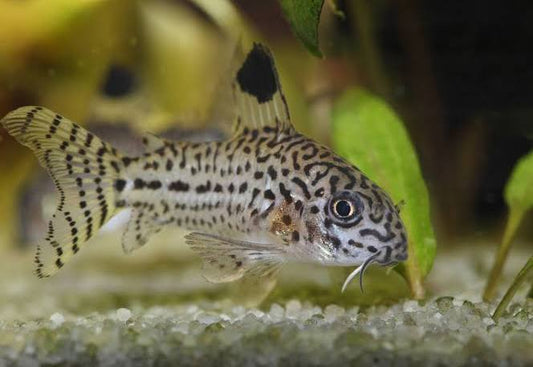 Julii Corydora. X5