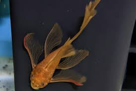 Plecostomus Super Red Longfin